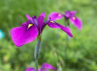 photo, la matière, libre, aménage, décrivez, photo de la réserve,Un iris, Un iris, Je vous assassine, , Rouge violacé