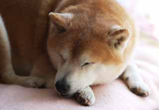 foto,tela,gratis,paisaje,fotografía,idea,Una siesta de tarde de un perro viejo, Shiba diminuto japonés, Perro, No hay él, Mascota