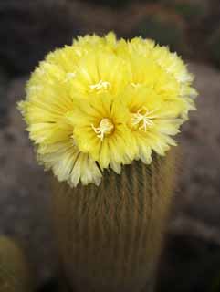 Foto, materieel, vrij, landschap, schilderstuk, bevoorraden foto,Een gele bloem van een cactus, , Cactus, , 