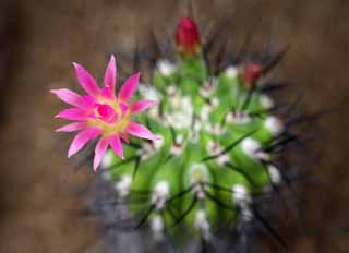 Foto, materieel, vrij, landschap, schilderstuk, bevoorraden foto,Een saffron van een cactus, , Cactus, , 