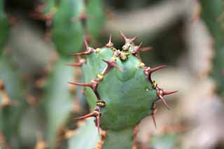 Foto, materieel, vrij, landschap, schilderstuk, bevoorraden foto,Een cactus, , Cactus, , 