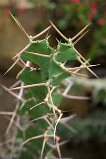 Foto, materieel, vrij, landschap, schilderstuk, bevoorraden foto,Een cactus, , Cactus, , 