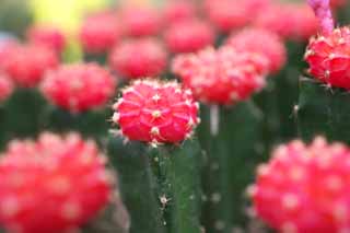 Foto, materieel, vrij, landschap, schilderstuk, bevoorraden foto,Een cactus, , Cactus, , 