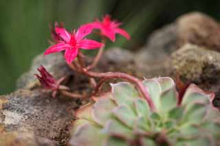 Foto, materieel, vrij, landschap, schilderstuk, bevoorraden foto,Een saffron van een cactus, , Cactus, , 