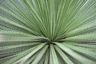 Foto, materieel, vrij, landschap, schilderstuk, bevoorraden foto,De wereld naar emitteren, , Cactus, , 