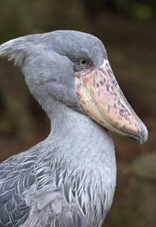 photo, la matière, libre, aménage, décrivez, photo de la réserve,Cigogne baleine-pommée, Cigogne baleine-pommée, oiseau, , cigogne