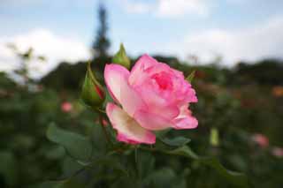 photo, la matière, libre, aménage, décrivez, photo de la réserve,Timidité d'une rose, rose, , , Rose