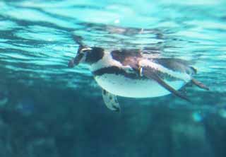 fotografia, materiale, libero il panorama, dipinga, fotografia di scorta,È rilassatamente un pinguino, pinguino, , , 