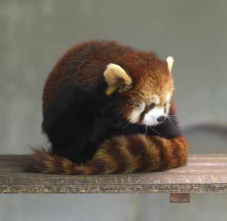 fotografia, materiale, libero il panorama, dipinga, fotografia di scorta,Minore panda, Panda, Io sono bello, persona popolare, coda