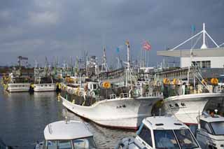 foto,tela,gratis,paisaje,fotografía,idea,Un barco pesquero de pesca de jibia, , Jibia, Pescador, Pesquería