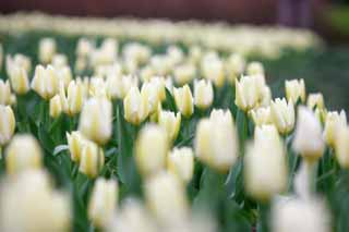 foto,tela,gratis,paisaje,fotografía,idea,Un campo de tulipán, , Tulipán, Cuadro de jardín, Flor