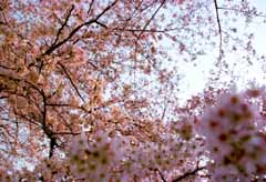 ÇáÕæÑÉ,ÇáãÇÏÉ,ÍÑÑ,ãäÙÑ ááØÈíÚÉ,Ìãíá,ÕæÑ,ÓãÇÁ Cherry-blossom-colored.  , ÅÒåÇÑ ÇáßÑÒ., Çááæä ãä ÇáÞÑäÝá., , 