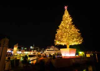 foto,tela,gratis,paisaje,fotografía,idea,Un árbol de Navidad de Hakodate, Árbol de Navidad, X 'mas, Noche sagrada, Puerto