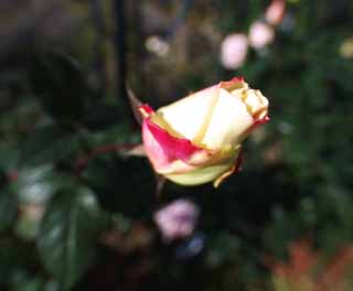 photo, la matière, libre, aménage, décrivez, photo de la réserve,Rouge et un bourgeon d'une rose jaune, bourgeon, , rose, 