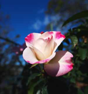 photo, la matière, libre, aménage, décrivez, photo de la réserve,Rouge et une rose blanche, ciel bleu, pétale, rose, 