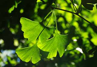 foto,tela,gratis,paisaje,fotografía,idea,El permiso joven del ginkgo, Ginkgo, , Permiso joven, 