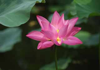 photo, la matière, libre, aménage, décrivez, photo de la réserve,Un lotus de Zhuozhengyuan, pétale, lotus, , jardin