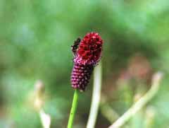 Foto, materieel, vrij, landschap, schilderstuk, bevoorraden foto,Burnet, Rood, Donker rood, Insect, 