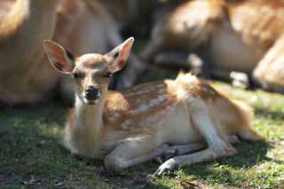 photo,material,free,landscape,picture,stock photo,Creative Commons,A deer of Nara, , deer, , Bambi