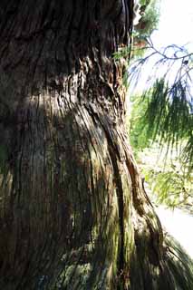 fotografia, materiale, libero il panorama, dipinga, fotografia di scorta,Osugi del Kasuga Taisha il Sacrario sacrario principale, L'abbaio, Sacrario scintoista, Natura, albero enorme