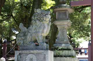 fotografia, materiale, libero il panorama, dipinga, fotografia di scorta,Kasuga Taisha paio di Sacrario di pietra cani custode, paio di pietra cani custode, superi cane, prenda a sassate statua, L'ombra