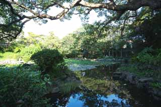 fotografia, materiale, libero il panorama, dipinga, fotografia di scorta,Un carattere di cuore è un stagno, innaffi giglio, , innaffi giacinto, giardino