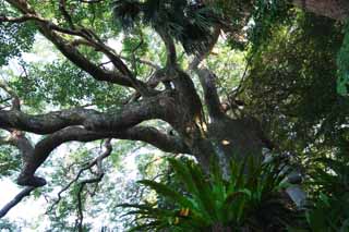 photo, la matière, libre, aménage, décrivez, photo de la réserve,Un caractère du coeur est le grand arbre de l'étang, chemin de branche, L'aboiement, grand arbre, jardin