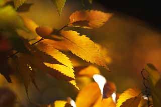 foto,tela,gratis,paisaje,fotografía,idea,Zelkova cambio de colores, Póngase amarillo, Permisos, Vena de hoja, Color de otoño