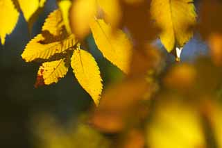 foto,tela,gratis,paisaje,fotografía,idea,Zelkova cambio de colores, Póngase amarillo, Permisos, Vena de hoja, Color de otoño