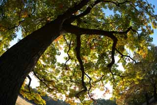 foto,tela,gratis,paisaje,fotografía,idea,Otoño Park, Cielo azul, , , Permisos de otoño