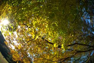 foto,tela,gratis,paisaje,fotografía,idea,Zelkova cambio de colores, Póngase amarillo, Permisos, Rama, Color de otoño