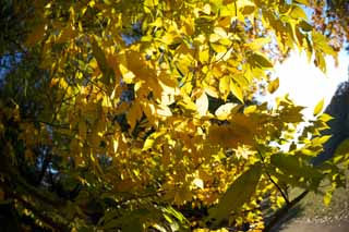 foto,tela,gratis,paisaje,fotografía,idea,Zelkova cambio de colores, Póngase amarillo, Permisos, Rama, Color de otoño