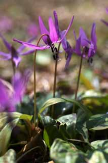 foto,tela,gratis,paisaje,fotografía,idea,Japonés del diente de perro flores violeta, Erythronium, , Ken Kyoko, 