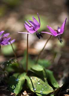 photo,material,free,landscape,picture,stock photo,Creative Commons,Japanese dog's tooth violet flowers, Erythronium, , Ken Kyoko, 