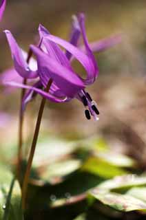 foto,tela,gratis,paisaje,fotografía,idea,Japonés del diente de perro flores violeta, Erythronium, , Ken Kyoko, 