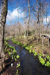 fotografia, materiale, libero il panorama, dipinga, fotografia di scorta,Skunk Cavolo Waterside, Arum bianco, A zenzero tropicale, Lasci a zero punti cavolo cappuccio, Terreno paludoso