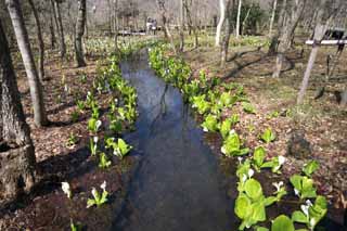 Foto, materiell, befreit, Landschaft, Bild, hat Foto auf Lager,Stinktierkohlkopf Waterside, Weißer Arum, Zu tropischem Ingwer, Stinktierkohlkopf, Sumpfland