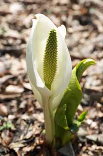 Foto, materiell, befreit, Landschaft, Bild, hat Foto auf Lager,White Stinktierkohlkopf, Weißer Arum, Zu tropischem Ingwer, Stinktierkohlkopf, Sumpfland