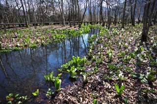 fotografia, materiale, libero il panorama, dipinga, fotografia di scorta,Skunk Cavolo Waterside, Arum bianco, A zenzero tropicale, Lasci a zero punti cavolo cappuccio, Terreno paludoso