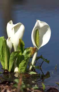 Foto, materiell, befreit, Landschaft, Bild, hat Foto auf Lager,White Stinktierkohlkopf, Weißer Arum, Zu tropischem Ingwer, Stinktierkohlkopf, Sumpfland