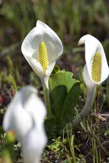 Foto, materiell, befreit, Landschaft, Bild, hat Foto auf Lager,White Stinktierkohlkopf, Weißer Arum, Zu tropischem Ingwer, Stinktierkohlkopf, Sumpfland