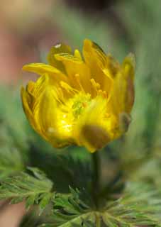 foto,tela,gratis,paisaje,fotografía,idea,Extremo Oriente Amur Adonis, GANJITSUSOU, Césped de día de año nuevo, Póngase amarillo, EFEMERARU de primavera