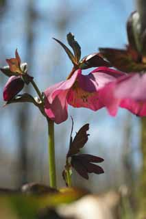 Foto, materiell, befreit, Landschaft, Bild, hat Foto auf Lager,Christmas Rose, Lassen Sie Blumen los, Blütenblatt, HEREBORASU, Ranunculaceae