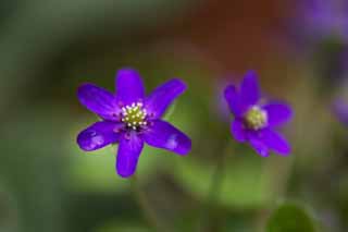 Foto, materiell, befreit, Landschaft, Bild, hat Foto auf Lager,Lila und Blau Blumen, Lassen Sie Blumen los, Blütenblatt, Aufnahme, Staubblatt