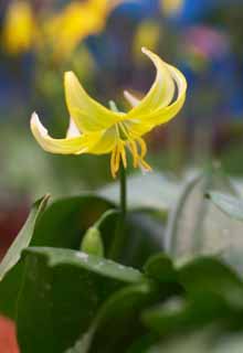 fotografia, materiale, libero il panorama, dipinga, fotografia di scorta,KIBANAKATAKURI, Fiori di Primavera, Petalo, Giallo, 