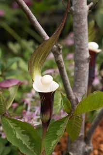 Foto, materiell, befreit, Landschaft, Bild, hat Foto auf Lager,YUKIMOCHISOU, Lassen Sie Blumen los, Braun, Weißer Ball, Araceae