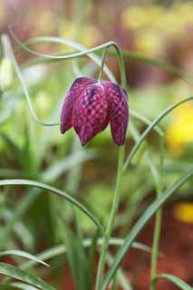 Foto, materiell, befreit, Landschaft, Bild, hat Foto auf Lager,Purpurähnlich rote Blüten, Lassen Sie Blumen los, Blütenblatt, Aufnahme, Staubblatt