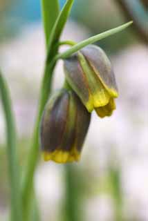 fotografia, materiale, libero il panorama, dipinga, fotografia di scorta,Tè e fiori gialli, Fiori di Primavera, Petalo, Prenda, Stame