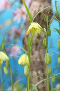 Foto, materiell, befreit, Landschaft, Bild, hat Foto auf Lager,Fritillaria Blumen, Lassen Sie Blumen los, Blütenblatt, Aufnahme, Staubblatt