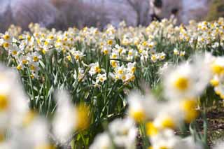 foto,tela,gratis,paisaje,fotografía,idea,Narciso flor cama, SUISEN, Narcisos, , Póngase amarillo